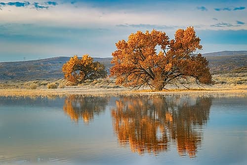Cottonwood tree reflecting on pond-Bosque del Apache National Wildlife Refuge-New Mexico Landscape Print